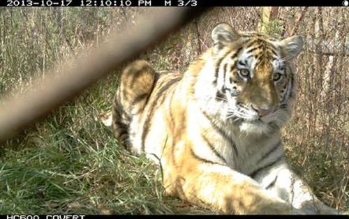 Устин в Центре реабилитации редких видов животных (с. Алексеевка, Приморский край)