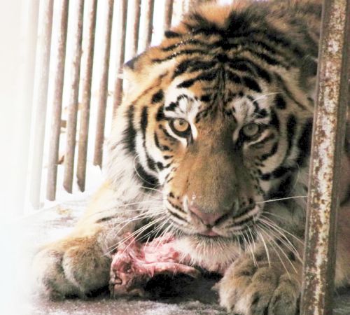 Голодного Упорного сразу накормили. Фото предоставлено Центром реабилитации диких животных «Утес».