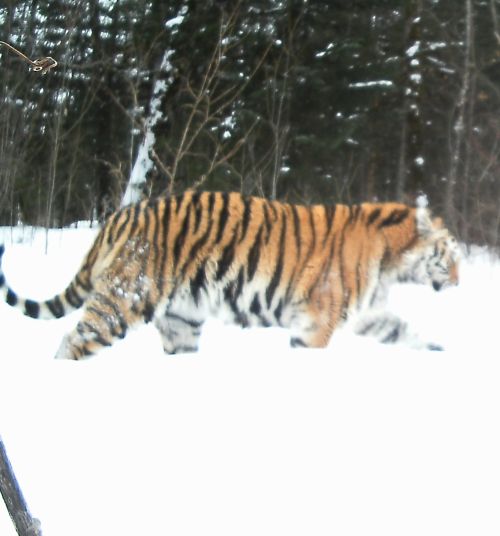 Амурский тигр. Анюйский нацпарк, р.Соломи Хабаровского края