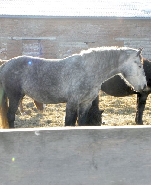 Буденовский жеребец в с. Башмак