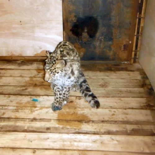 Теперь леопард Leo 80M