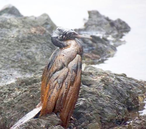 Баклан в мазуте. Фото: Дмитрий Лисицын