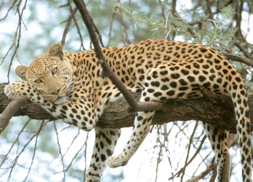 Леопард. Фото: zooДВ