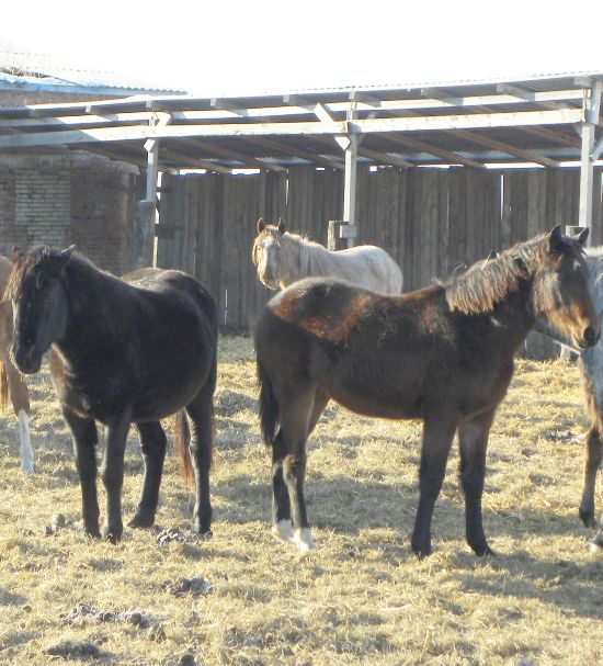 Те самый министерские лошади