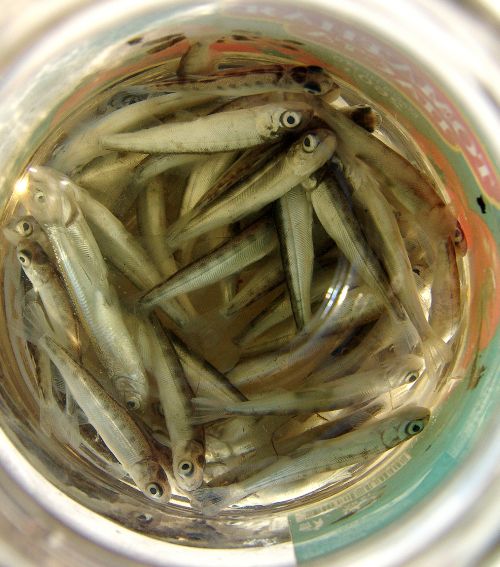 Рыбалка. Фото С. Балбашова