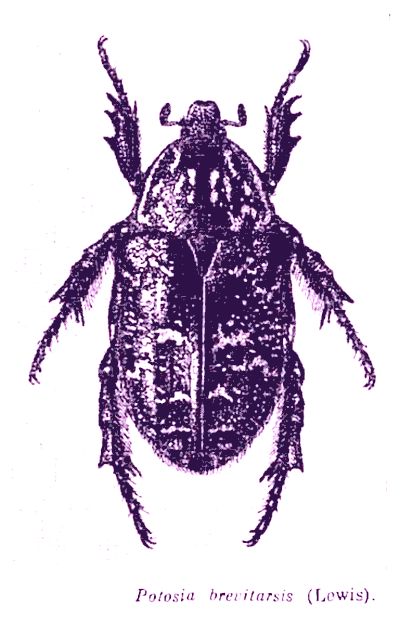  Potosia (Liocola) brevitarsis - Дальневосточная мраморная [пестрая] бронзовка