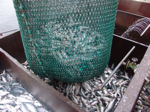 Будет ли новый улов? Фото С. Балбашова