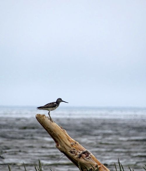 Охотский улит