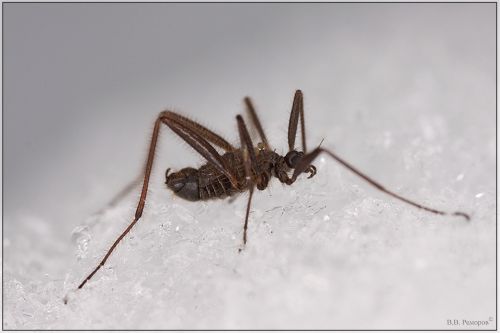Зимний бескрылый комар. Фото В.Реморов/macroclub.ru