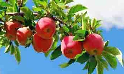 И на Сахалине такие яблоки вырастут?