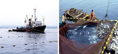 Фото Сергея Балбашова.
