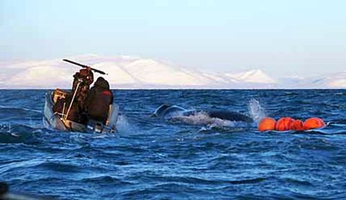 Китобои. Фото: «Крайний Север»