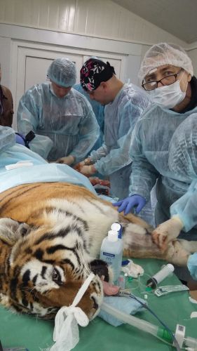 Семь ветеринарных врачей несколько часов подряд скрепляли перебитую кость задней лапы тигрицы в месте ранения титановыми пластинами. Фото Юлии Фоменко (WWF России)