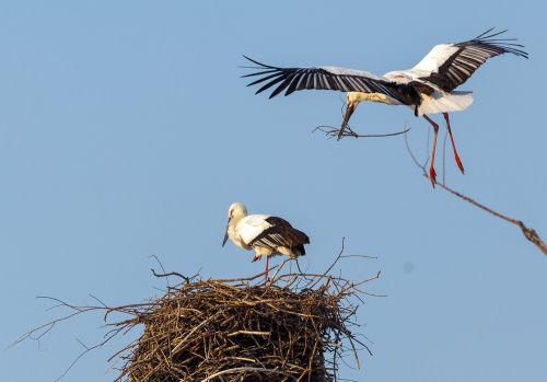 Пока орнитологи готовятся к учетам краснокнижной птицы, дети и взрослые просто радуются прилету дальневосточного аиста. Фото Александра Хитрова, WWF России