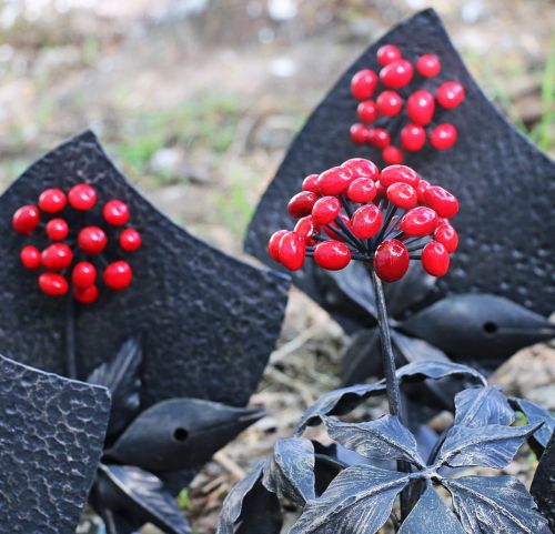 Женьшень - главный приз «Живой тайги». Фото: Марина Божко