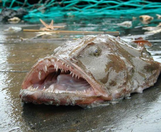 Морской монах