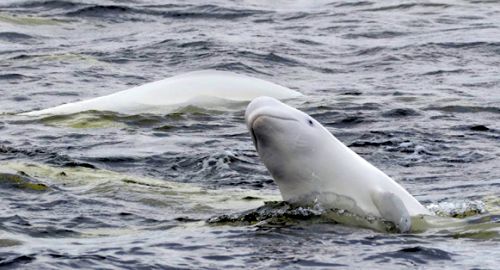 11 косаток и 90 белух в денежном эквиваленте - это почти $19 000 000. В общем-то не такая уж и большая сумма. Для богатой России.