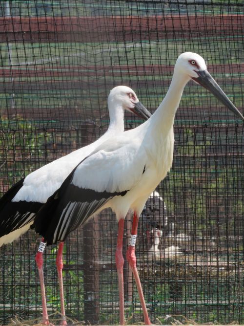 Очень символично, что один из птенцов, родившихся в Корее, после выпуска этой весной прилетел в Россию на озеро Ханка. Фото Юрия Дармана, WWF России