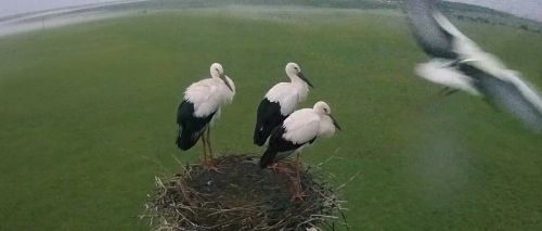 К моменту, когда птенцы практически готовы к полету, родители перестают активно кормить их, как бы подталкивая свое потомство к вылету из гнезда. Фото АмурСоЭС