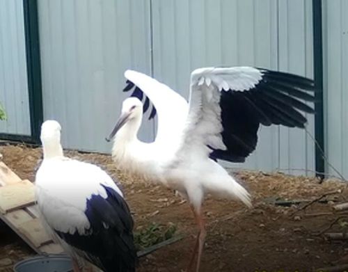 С новыми обитателями центра вместе со специалистами Амурского филиала WWF России уже познакомились во время плановой процедуры перемещения их в вольер журналисты четырех телеканалов. Скрин-видео Центра "Тигр"