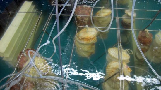 Культивированием тихоокеанской устрицы в Приморье занимаются уже несколько лет