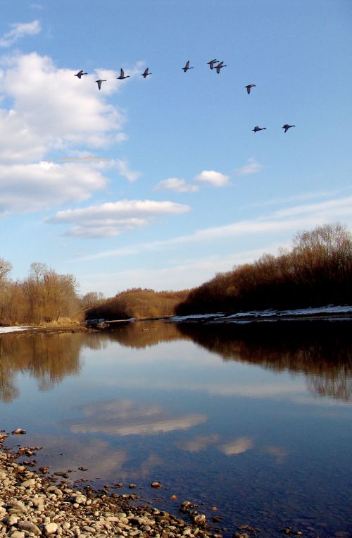 Утки. Фото: Сергей Балбашов.