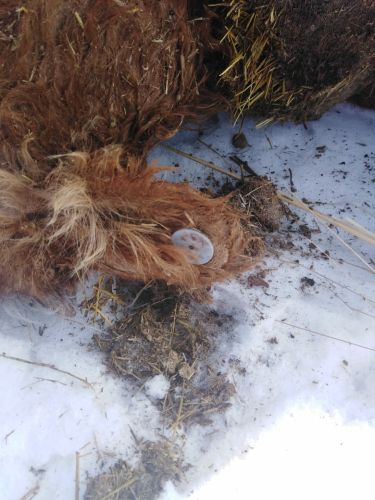 Ведется работа по установлению владельца скота – на животных имелись бирки.