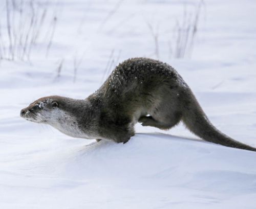 Речная выдра. Фото Артура Мурзаханова, Баргузинский заповедник