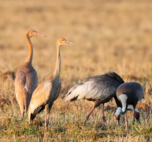 Даурский журавль – семья. Фото Игоря Ищенко