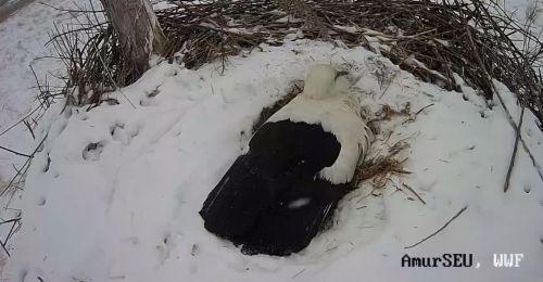 Птицы, сменяя друг друга на гнезде, изо всех сил пытаются сохранить тепло будущим птенцам.