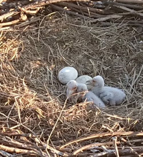 Дальневосточный аист — одна из самых редких птиц российского Дальнего Востока. Фото с дрона Антона Сасина, АмурСоЭС