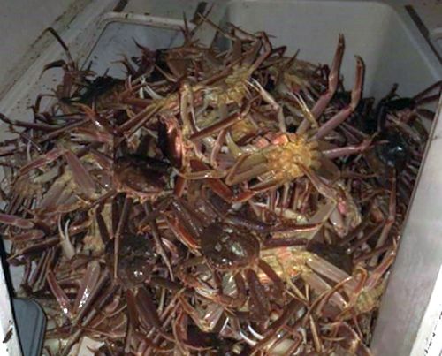 Незаконный улов