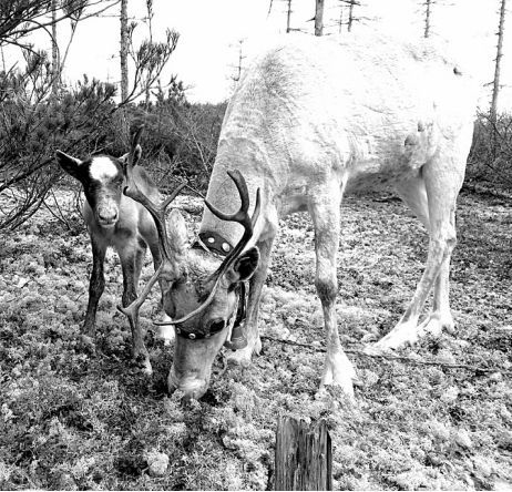 Олени, как и лосось, всегда возвращаются к месту своего рождения.
