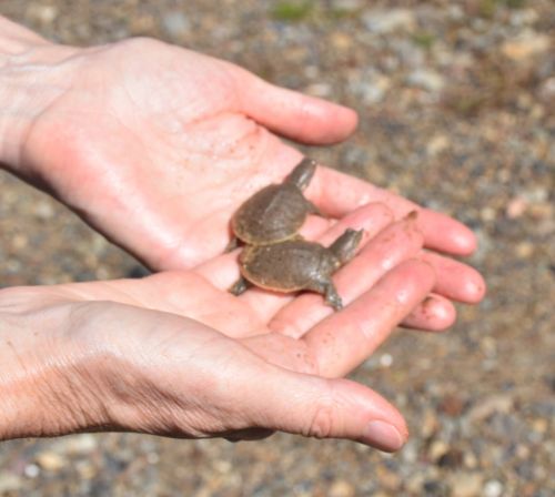 Дальневосточная черепаха