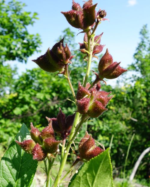 Ясенец мохнатоплодный (лат. Dictamnus dasycarpus)