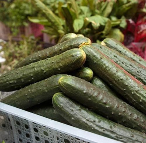 Чукотские огурцы