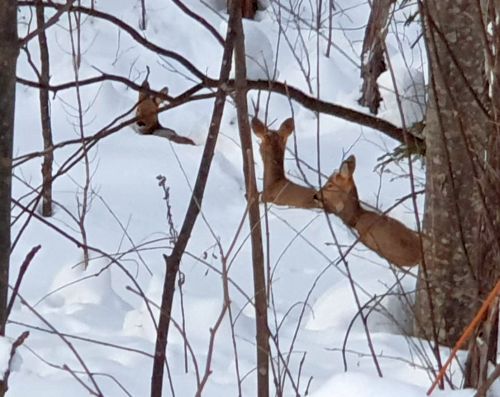 Фото косуль в снегу © охотхозяйство «Таежное», Хабаровский край