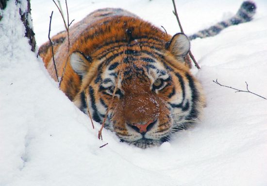 Тигр. Фото Сергея Балбашова