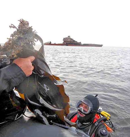 Ученые изучают ламинарию в разных местах, только не у Зырянского.