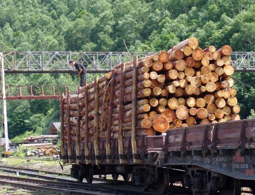 Наш лес уходил в Китай.