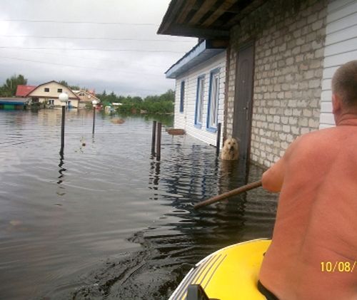 Подплыв к дому, Андреевы увидели своего пса — он охранял дом от мародеров.