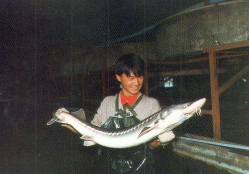 Таких осетров здесь выращивали.