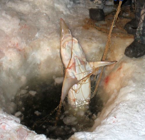 Живая рыба выпущена в естественную среду обитания