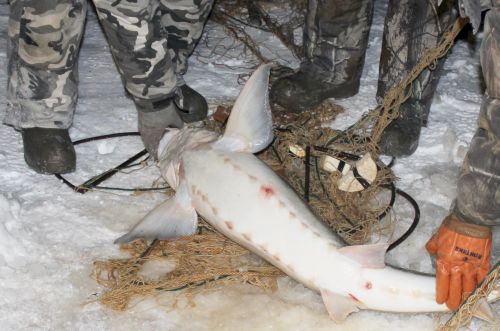 Таких калуг таскают браконьеры из Амура.
