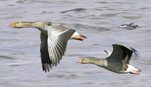 Директор Болоньского заповедника предложил запретить охоту в Хабаровском крае