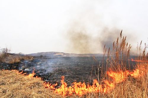 Как остановить пал?