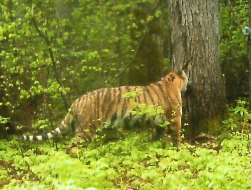 Тигр - краснокнижное животное.