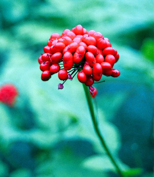 Символ «Живой тайги» - женьшень. Фото Геннадия Шаликлова.