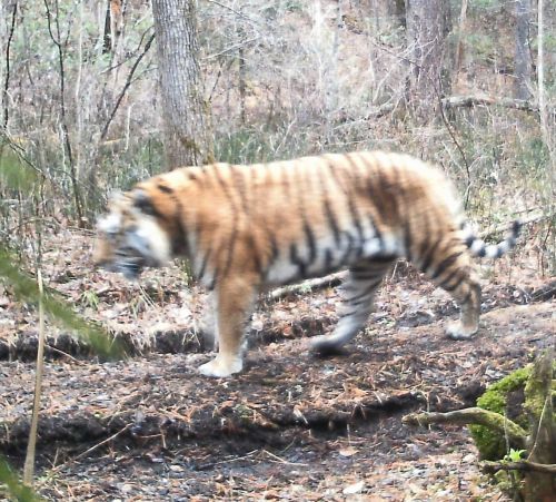 Амурский тигр. Фото Анюйского парка Хабаровского края
