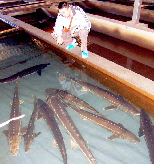 Осетры на Анюйском рыбзаводе. Фото Сергея Балбашова.